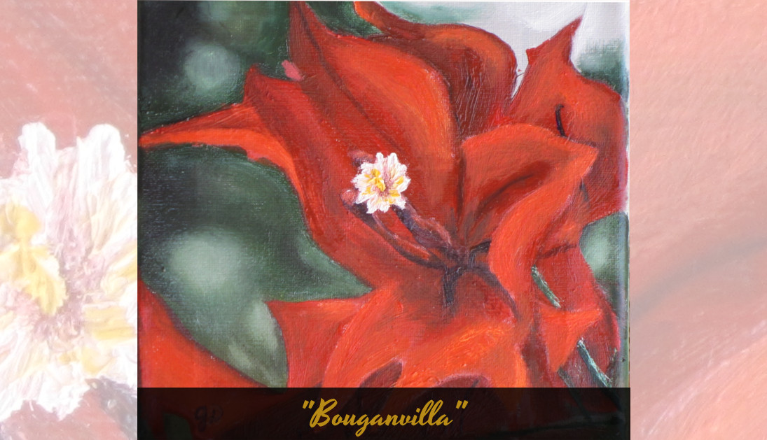 Bouganvilla